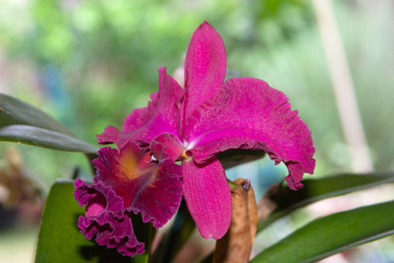 cattleya-orchid.jpg