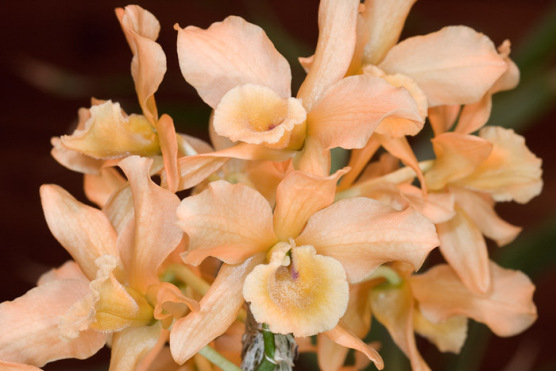 orange-orchids.jpg