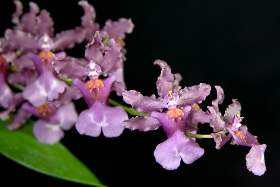 purple-orchids.jpg
